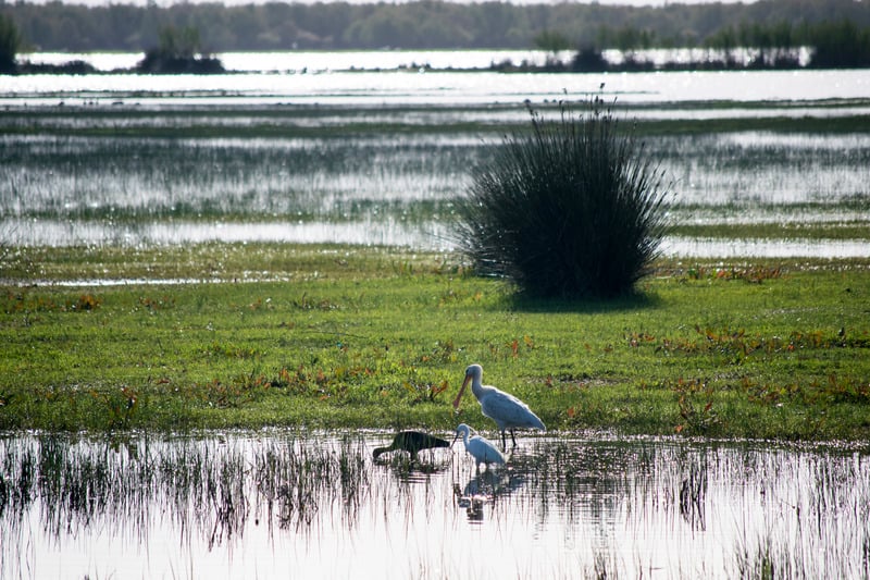 Sand dunes, amazing wildlife, and bird-watching possibilities are what makes this natural Park one of the most mesmerizing places in Cadiz.