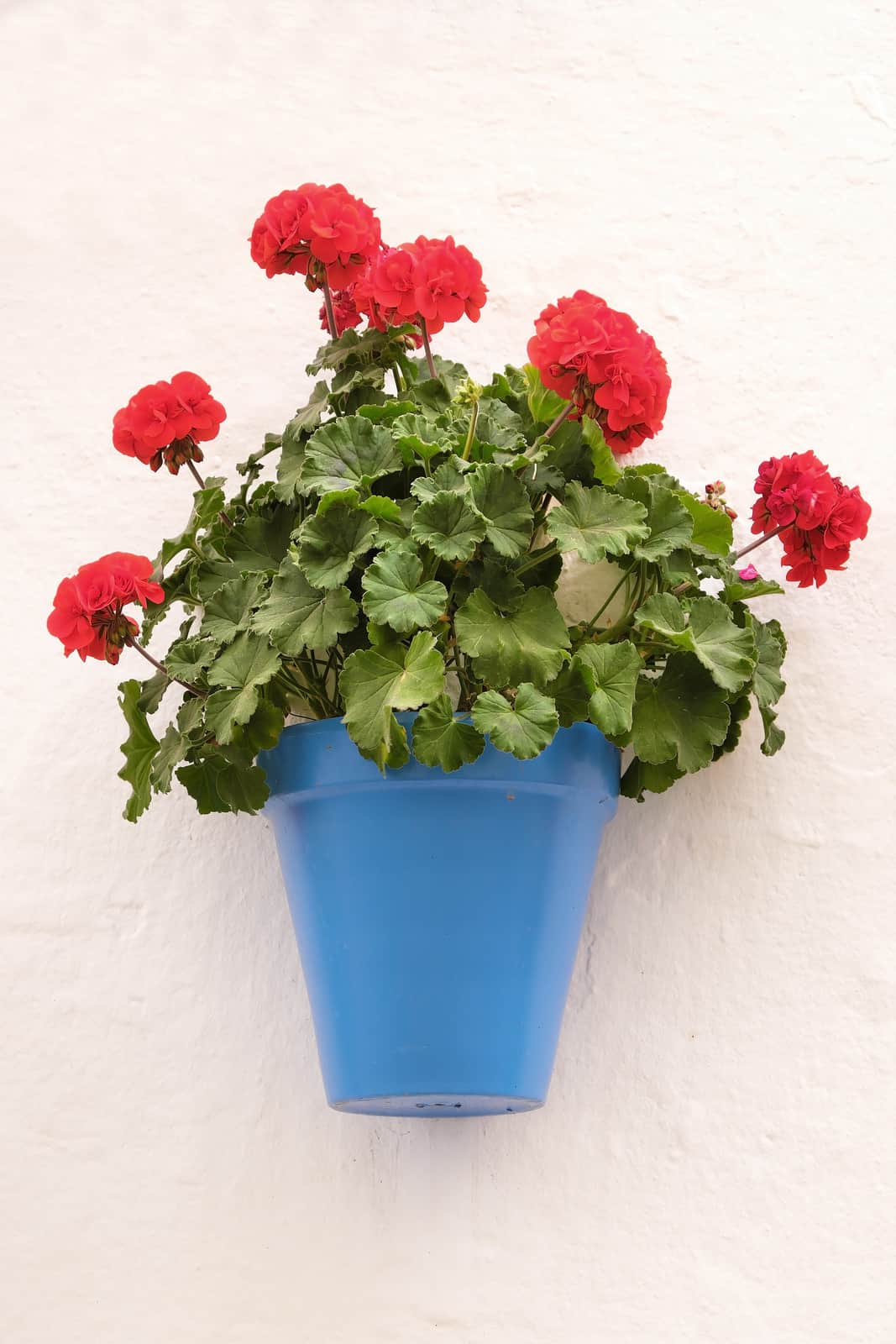 red flowers in southern spain