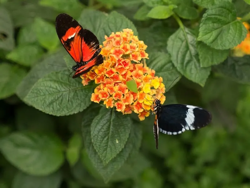 two butterflies on a cluster of red and yellow flowers with leaves