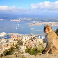 A lone barbary macaque sitting on a wall overlooking Gibraltar Harbour in the background