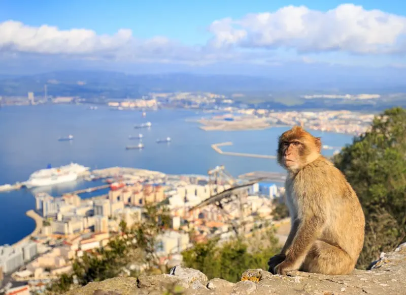 A lone barbary macaque sitting on a wall overlooking Gibraltar Harbour in the background