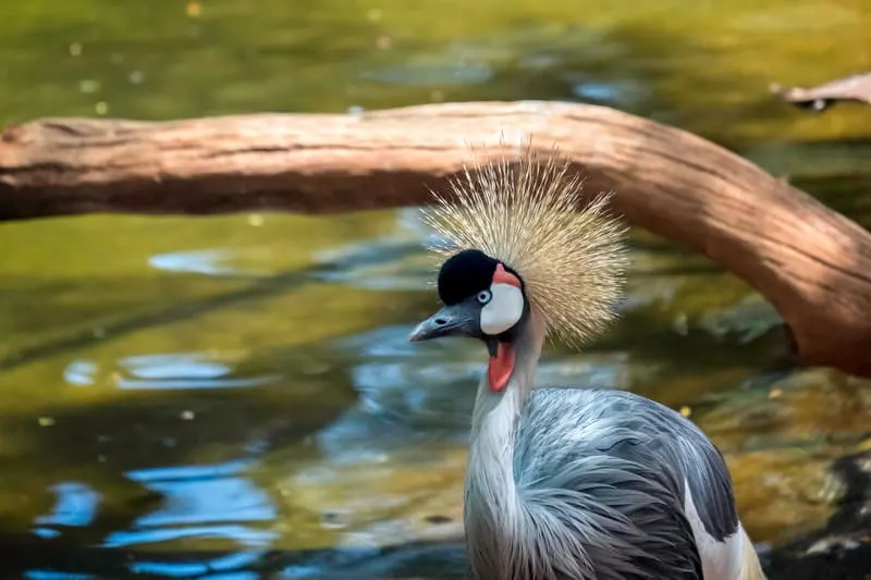 Black Crowned Crane at the Bioparc in Fuengirola, things to do in Fuengirola in June