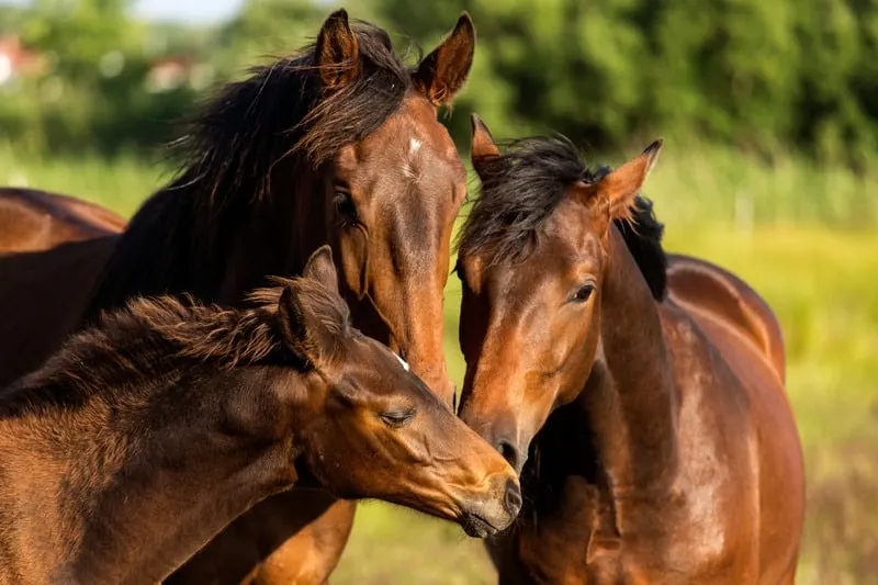 3 day itinerary Benalmadena, Watch a horse show in El Ranchito