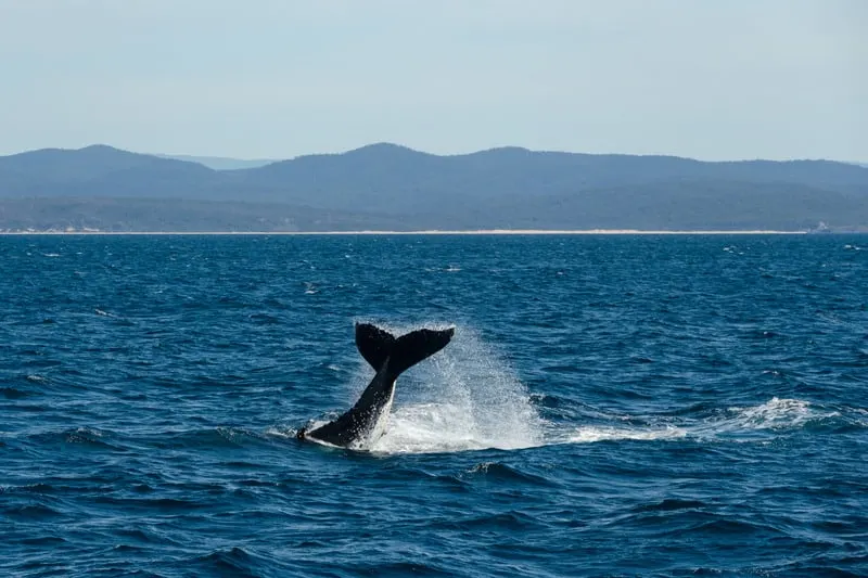 3 day itinerary Tarifa, Go whale-watching