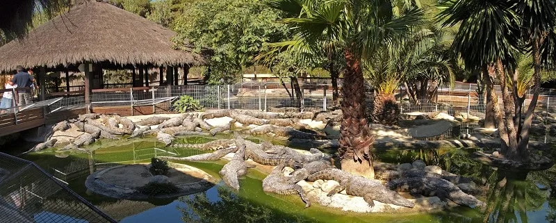 many crocodiles inside a pen with trees and ponds