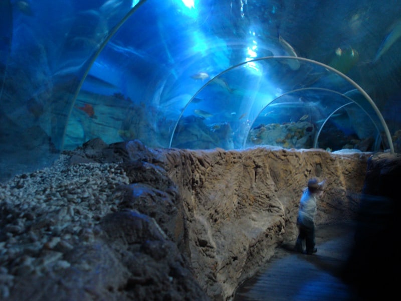 things to do in Benalmadena, Learn about the underwater world in Sea Life 
