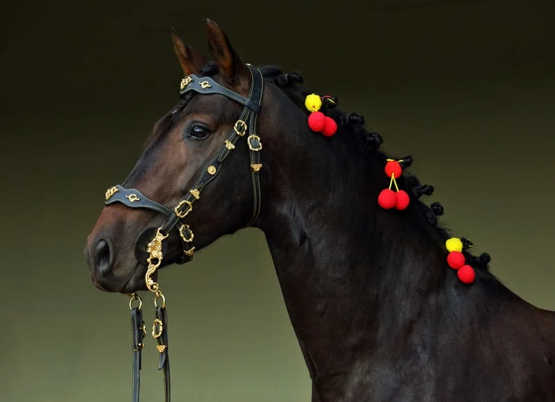 Andalusian-School-of-Equestrian-Art, Andalusian bay horse in dark stable