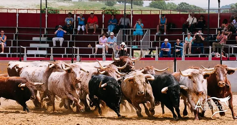 jerez guide, Attend a bull country show