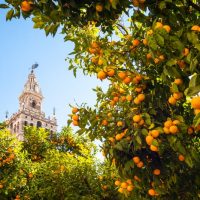Spain, Andalusia, Seville, the Cathedral bell tower seen from the garden courtyard