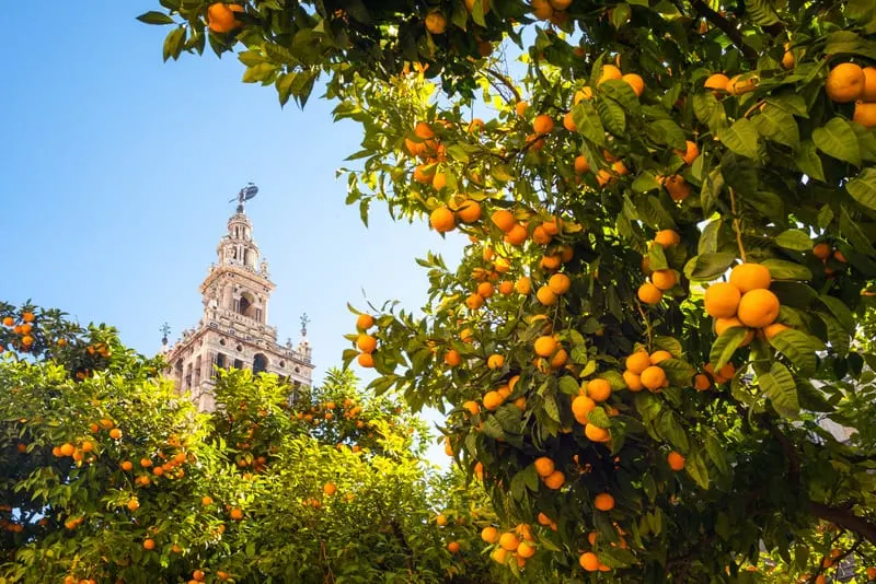 Spain, Andalusia, Seville, the Cathedral bell tower seen from the garden courtyard