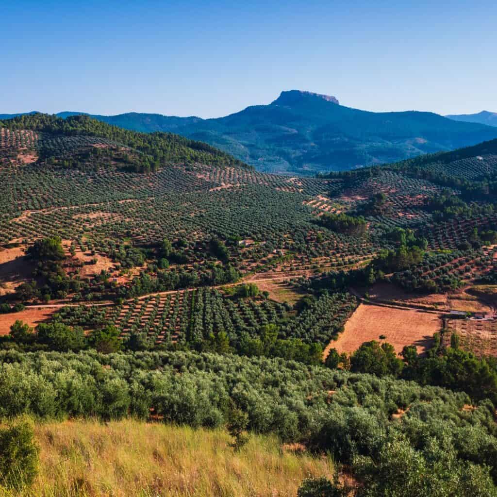 Jaen olive fields in the mountains of Jaen