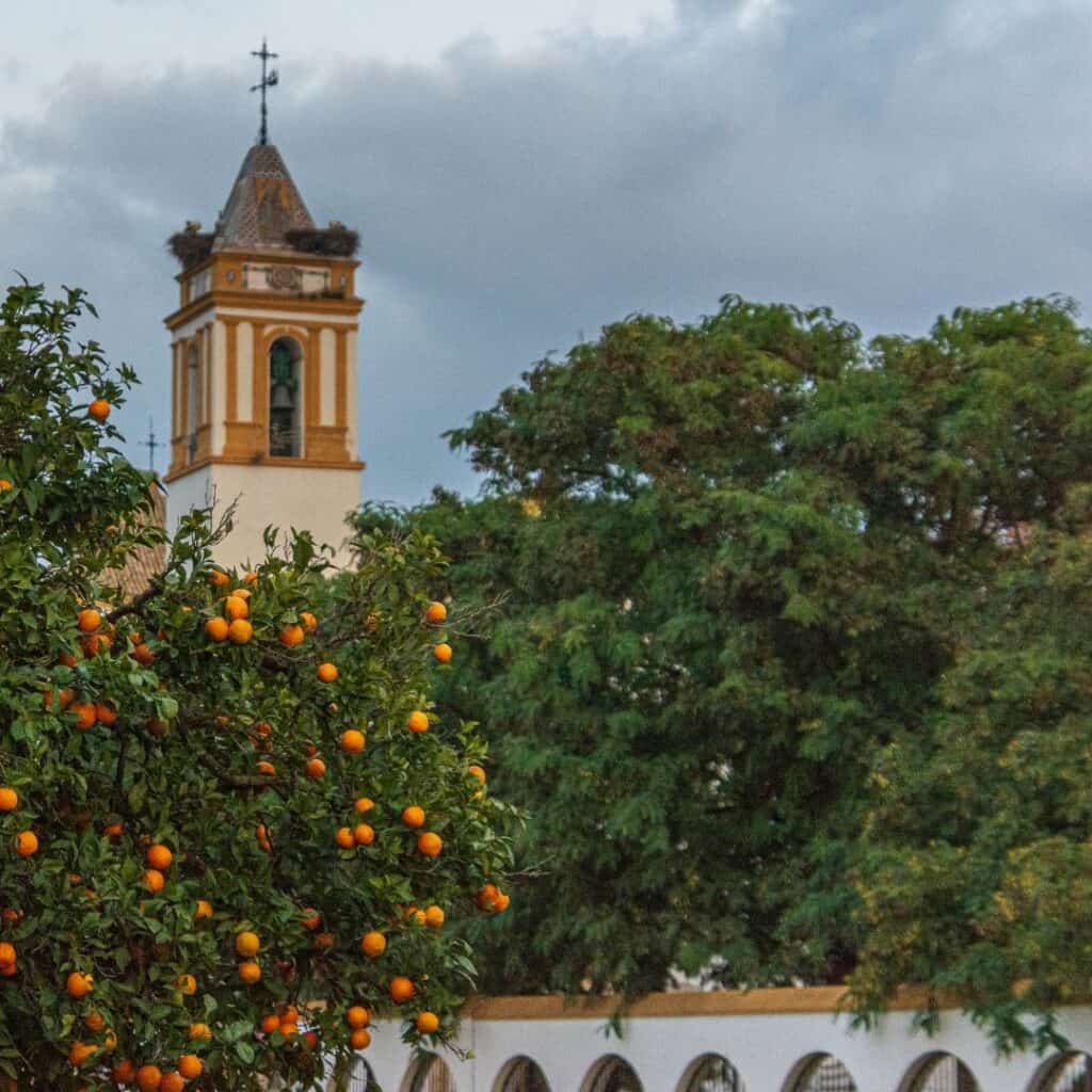 Sanctuary Consolacion of Utrera - a view of the tower portion and orange trees with fruits