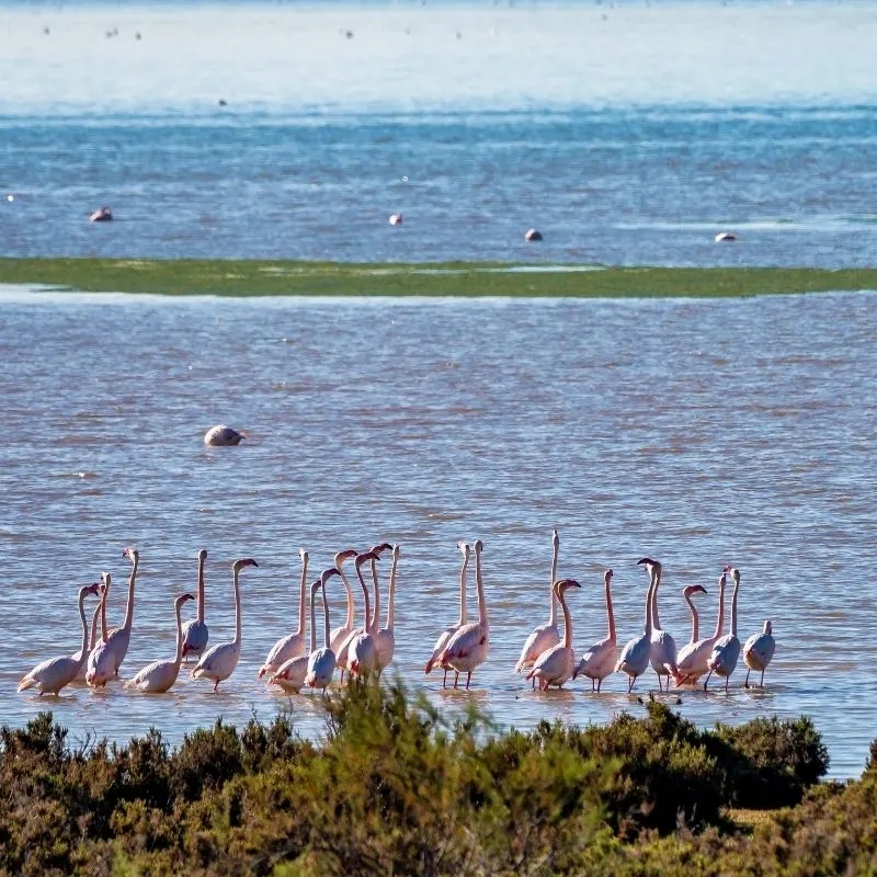 many flamingos by the sea 