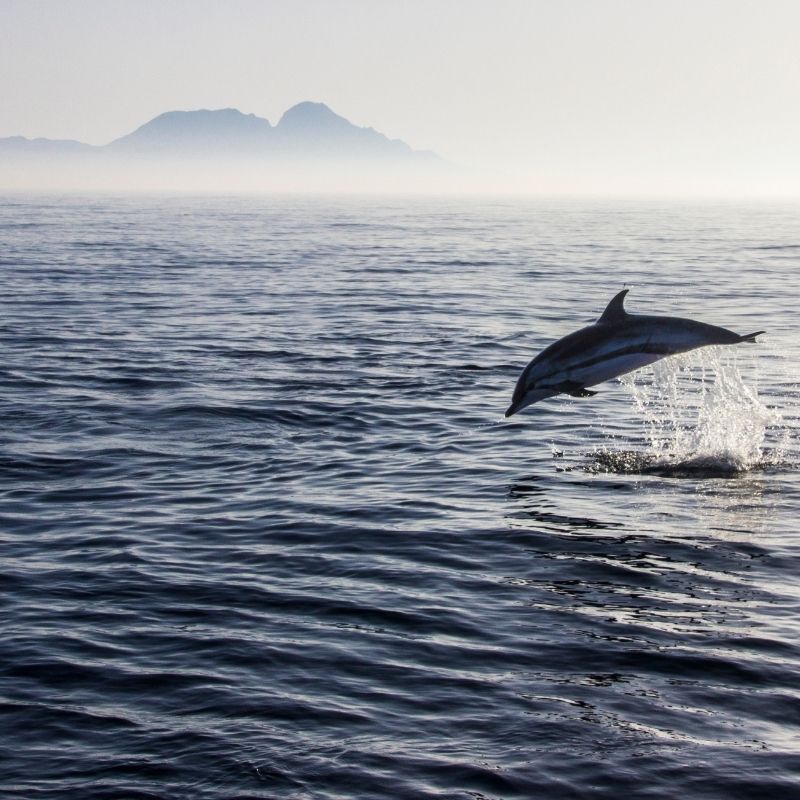 dolphin jumping from the water at the dolphin-watching tour in Fuengirola In June