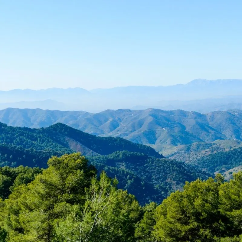 top view of trees and the Montes de Malaga Natural Park mountain range