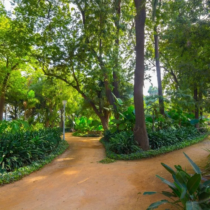 a walkway in the middle of Parque de Malaga filled with plants and trees