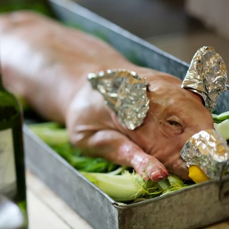 a dead piglet with aluminum foil on his ear and nose on a tray ready for cooking