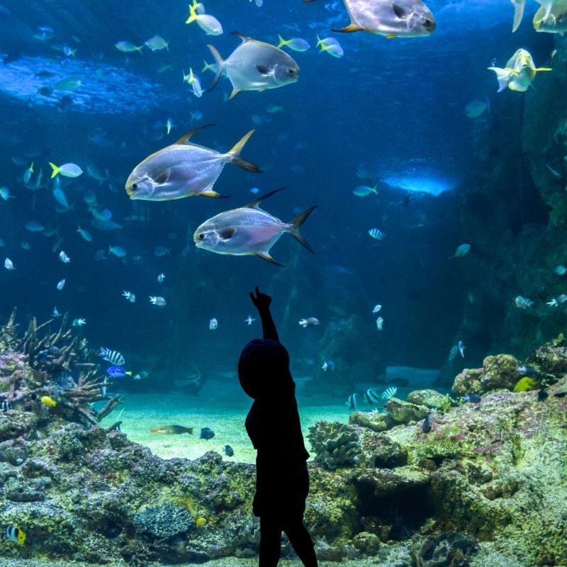 Seville Aquarium, 19 Best Things To Do In Seville With Kids
