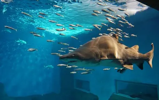 shark and fishes inside an aquarium