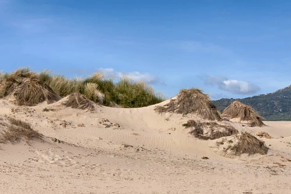 a sand dune in a beach with white sand and grass