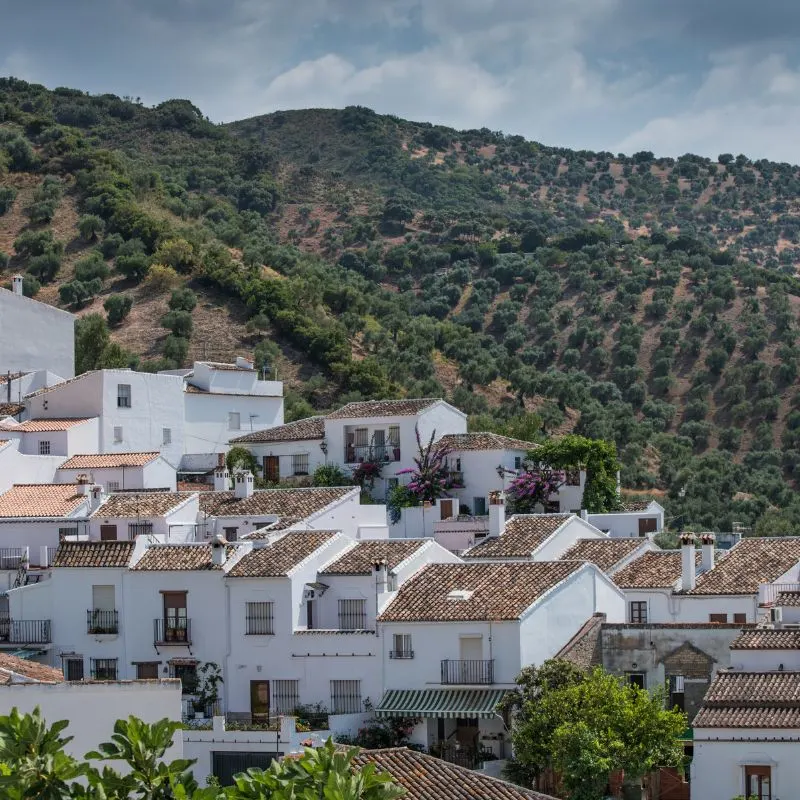 white houses on the side of the mountain with trees planted until the peak