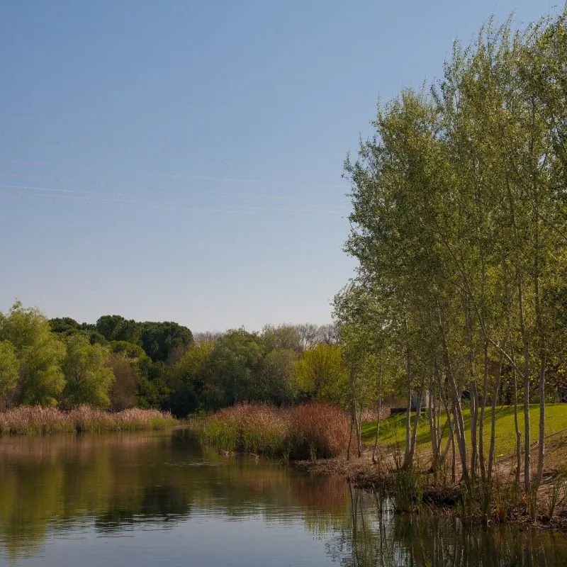 Alamillo Park, trees and plants reflecting on a lake during fall season