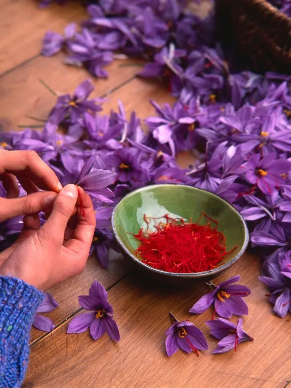 spanish saffron production, 15 Best Spanish Food Facts You Need to Know