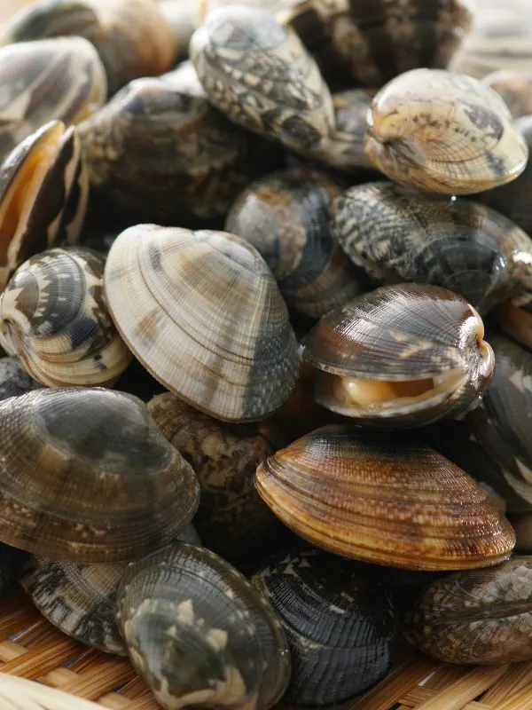 closeup with fresh clams 