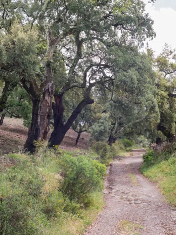 View of the trail that goes through Parque Natural Sierra de Aracena, a narrow pathway with big trees and small bushes