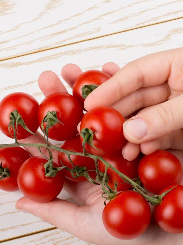 woman holding some ripe cherry tomatoes in her hand for the cherry tomato soup