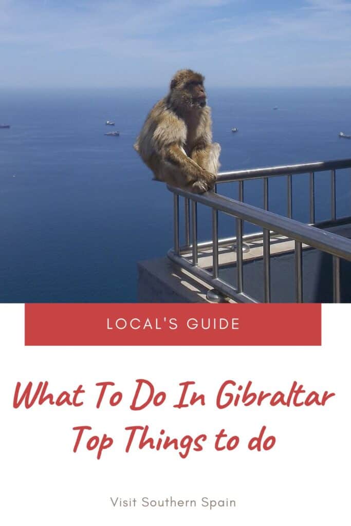 a pin with a monkey sitting on a rail, what to do in Gibraltar