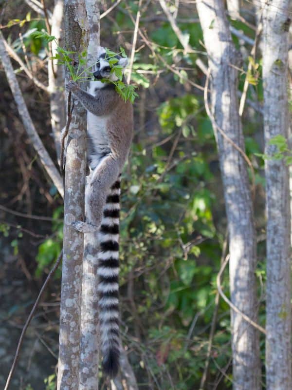 a lemur monkey in a tree at the Alameda Wildlife Conservation Park, visit Marbella in May
