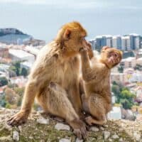 monkeys on a rock at the ape's den in Gibraltar, as part of what to do in Gibraltar