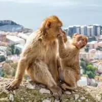 monkeys on a rock at the ape's den in Gibraltar, as part of what to do in Gibraltar