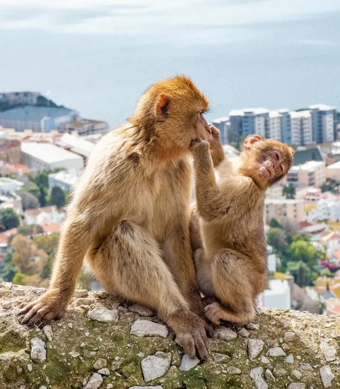 monkeys on a rock at the ape's den in Gibraltar