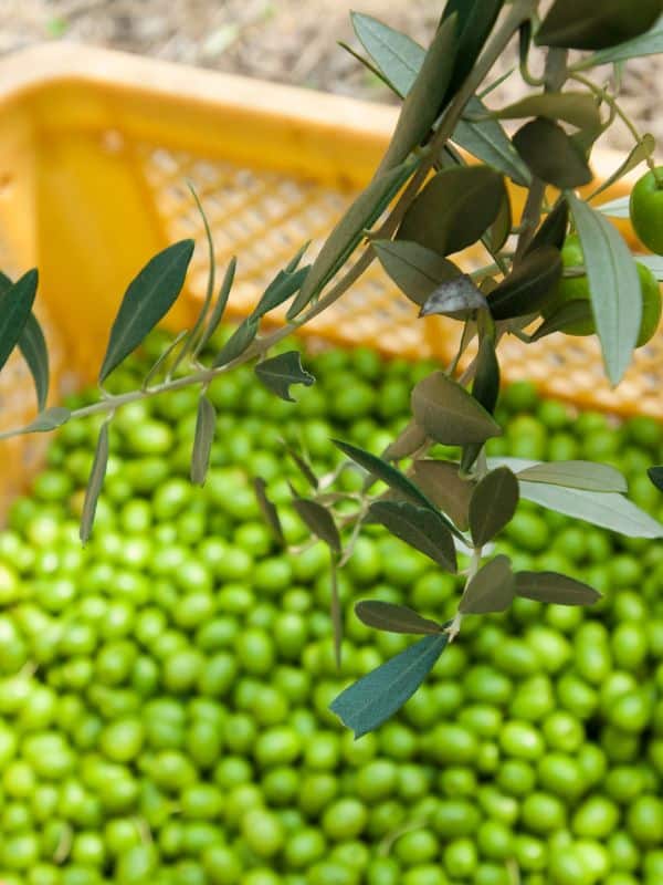 green olives in a basket for the spanish marinated olives