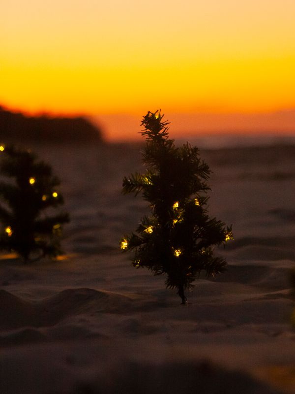 small Christmas trees in the sand with sunset behind in Andalucia in December