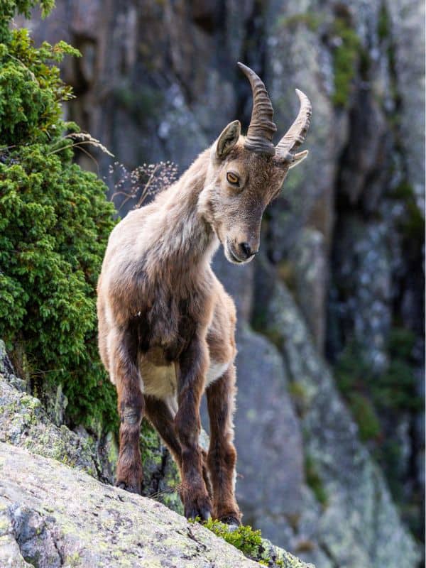 mountain goat in Sierra Nevada National Park, Things to do in Sierra Nevada Ski Resort